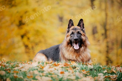 Preview: German Shepherd dog with leaves in autumn. Dog in nature. Autumn mood. Shepherd dog in falling leave