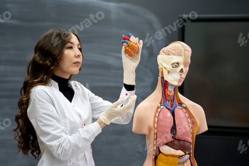 Preview: the anatomy and biology teacher showing human organs on a human model
