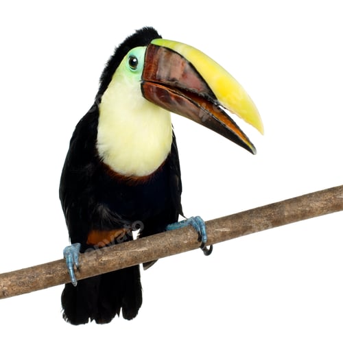 Preview: Swainson's Toucan