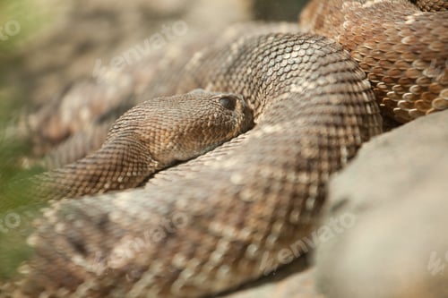 Preview: Western Diamondback Rattlesnake Resting in the Warm Sun.