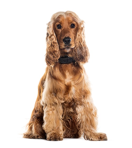 Preview: Cocker sitting, looking at the camera, isolated on white