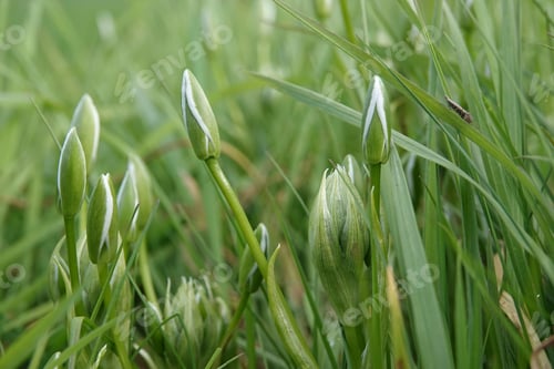 Preview: Closeup on emerging flower buds of white flowering garden star-of-Bethlehem, Ornithogalum umbellatum