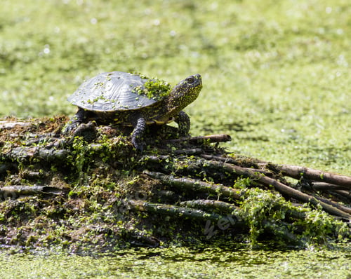 Preview: A european pond turtle basking in the sun on a reed island in the middle of the pond