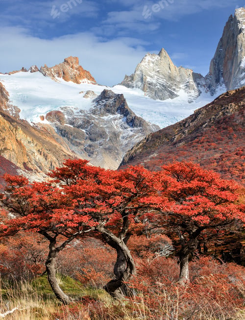 Preview: Red beech trees opposite Fitzroy mount. Autumn in Los Glaciares National Park. Andes. Argentina