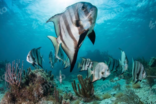 Preview: School of spadefish (chaetodipterus faber) by coral reef, Puerto Morelos, Mexico
