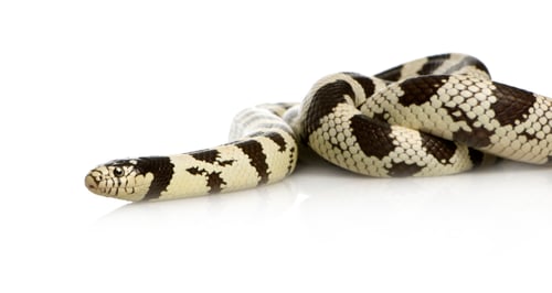 Preview: California Kingsnake - Lampropeltis getulus californiae