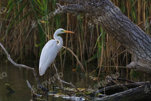 Preview: great white egret