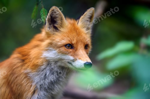 Preview: Portrait of a red fox (Vulpes vulpes)