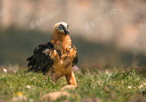 Preview: Furious wild gypaetus barbatus