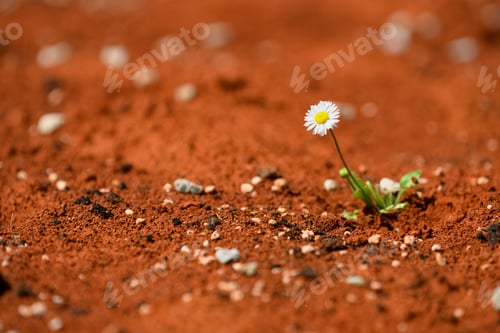 Preview: Blooming daisy plant surviving on red hot desert