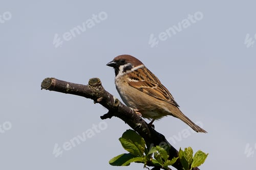 Preview: Eurasian tree sparrow (Passer montanus)