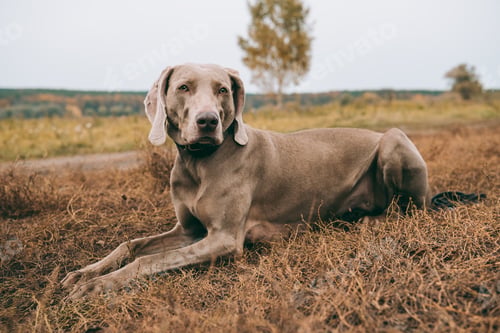 Preview: Hunting dog lying on a grass and looking at camera