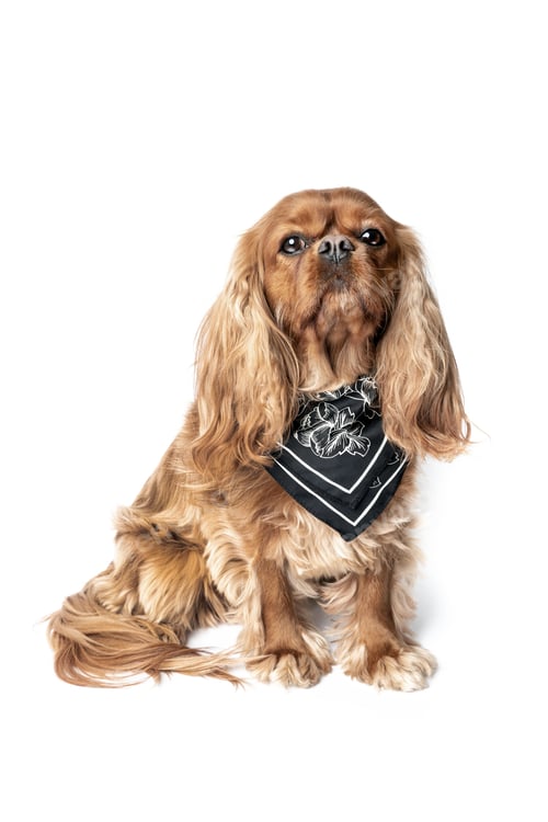 Preview: Adorable Cavalier Spaniel Wearing a Stylish Bandana