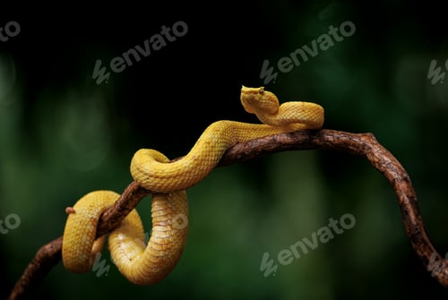 Preview: Eyelash Viper in Costa Rica