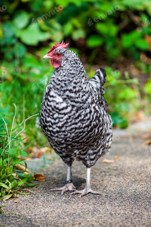 Preview: grey hen. chicken