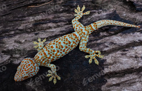 Preview: Tokay gecko clings into a tree