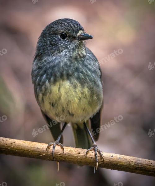 Preview: Cute New Zealand robin perched on branch