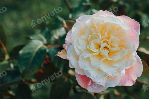 Elegant Rose Bloom with Cream and Pink Petals