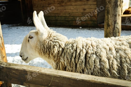 Preview: Sheep outdoor in winter season in sunny day