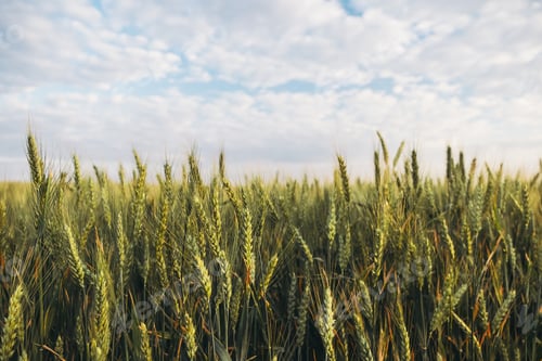Preview: Field of green wheat under beautiful sky with white fluffy cloud