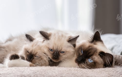 Preview: Ragdoll cat with kittens in the bed