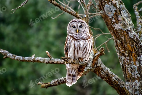 Preview: A Barred Owl, more commonly called a Hoot Owl, sitting in a dead tree in the forest.