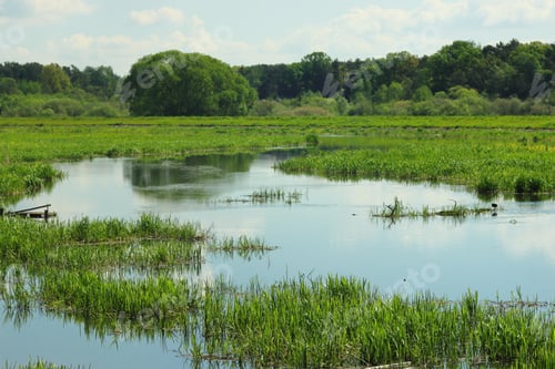 Preview: Green field with a clear calm lake or swamp captured on a spring morning