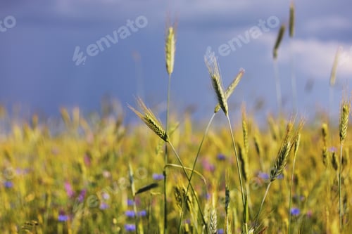 Preview: A close-up of some green ears in a wheat field ripening before harvest in a sunny day. ripening