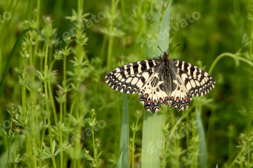 Preview: Southern Festoon or Zerynthia polyxena