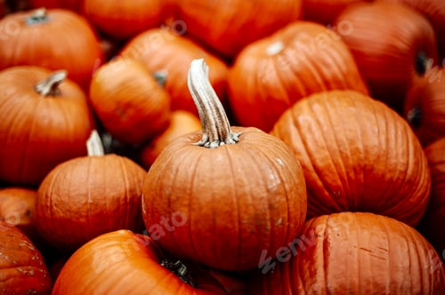 Preview: autumn farm orange pumpkin halloween