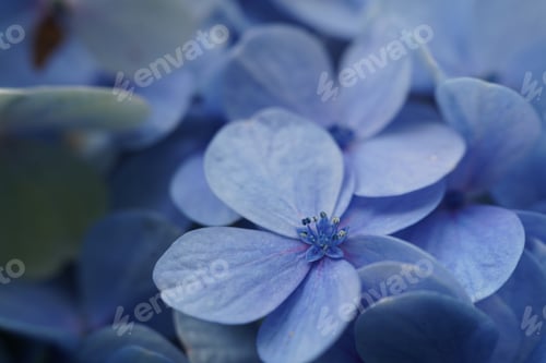 Preview: Selective focus shot of beautiful blue flowers