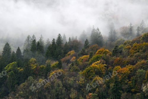 Preview: Foggy autumn mountains