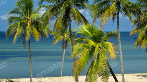 Preview: Beach and Palms, Isla de la Juventud, Cuba