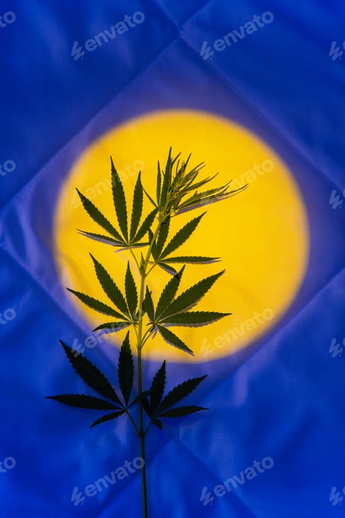 Preview: Branch with marijuana leaves against the background of light of moon at night