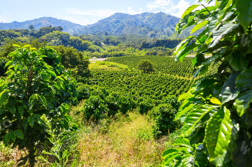 Preview: Coffee plantation
