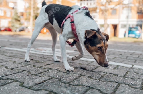 Preview: Mixed breed dog wearing harness while running outside