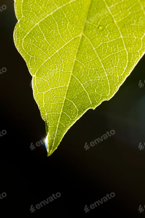 Preview: water drop on green leaf