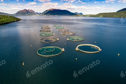 Preview: Farm salmon fishing