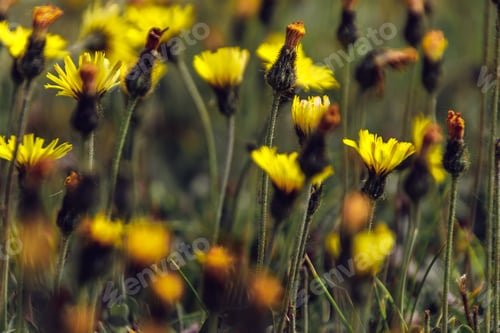 Preview: Closeup of the blossomed yellow beautiful flowers in the field