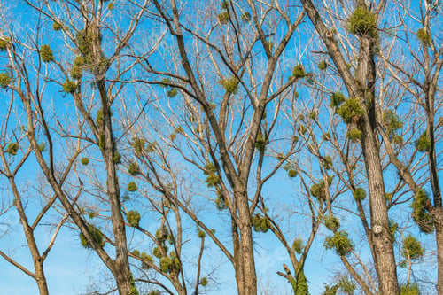 Preview: Witch's broom is a tree deformity
