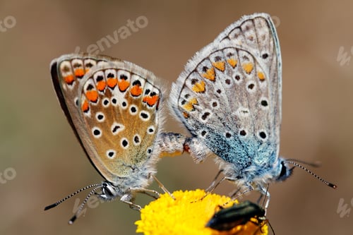 Preview: Couple of Butterflies