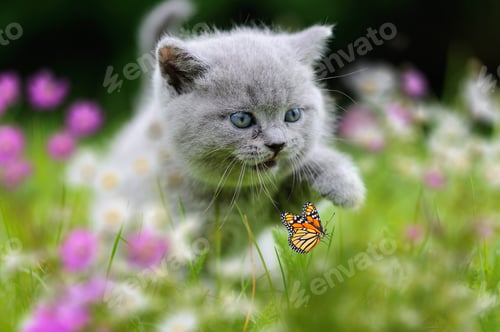 Preview: British Kitten in the green grass with flowers and butterfly