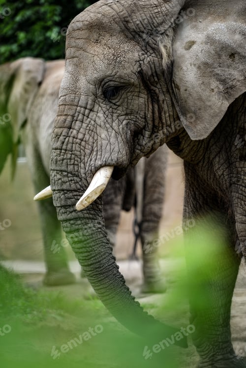Preview: Animal close-up photography. African elephant walking slow step. ❤️ nominated 💔