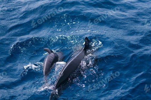 Preview: pilot whale diving next to its newborn calf