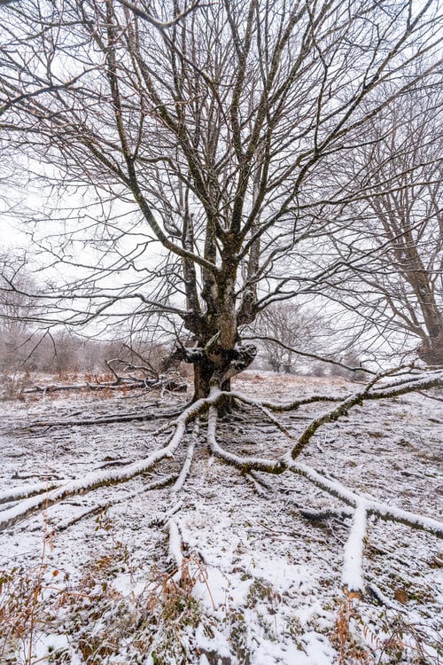 Preview: Beautiful and giant beech trees in the forest of Mount Aizkorri in Gipuzkoa