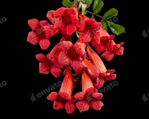 Preview: Red flowers of Campsis, radicans grandiflora climbing blooming liana plant, isolated on black