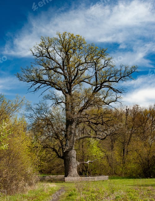 Preview: Beautiful old tall deciduous tree blue sky and white clouds