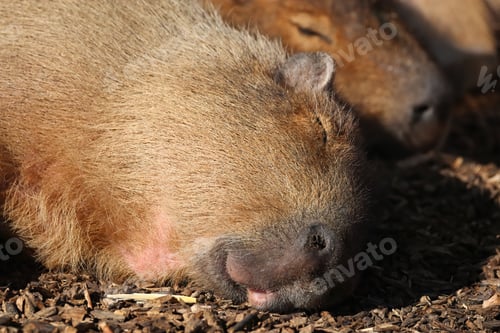 Preview: Two Capybaras Relaxing Peacefully Outdoors on a Sunny Day