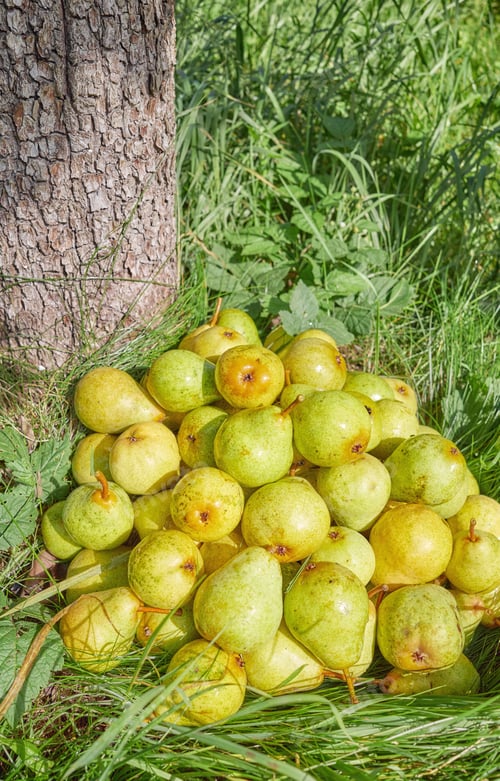 Preview: Pile of pears under a tree in the orchard.