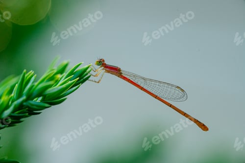 Preview: Dragonfly